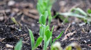 Cercetare conservare apă